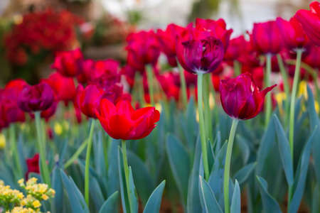 Blooming spring flowers tulipsの写真素材