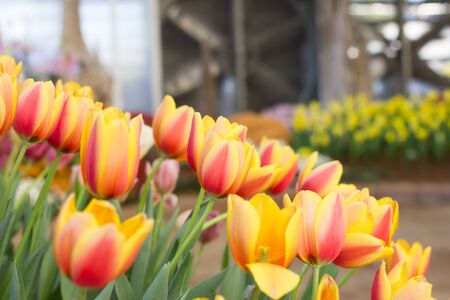 Blooming spring flowers tulipsの写真素材
