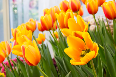 Blooming spring flowers tulipsの写真素材