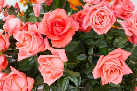roses on beautifully arranged bouquetの写真素材