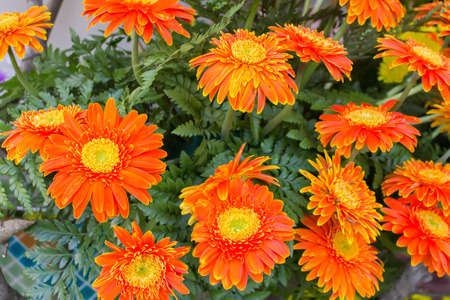 gerbera on beautifully arranged bouquetの写真素材