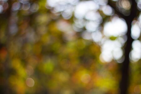 Abstract blur with bokhe of light through the treesの写真素材