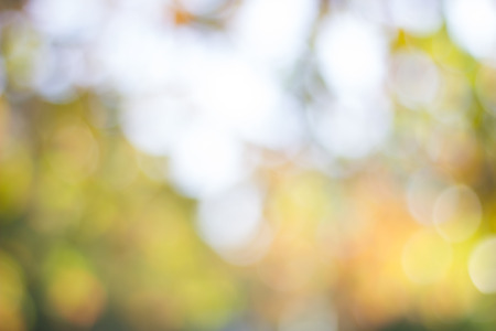 Abstract blur with bokhe of light through the treesの写真素材