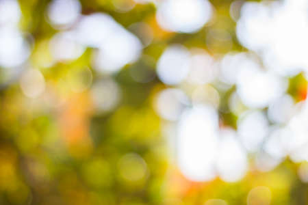 Abstract blur with bokhe of light through the treesの写真素材