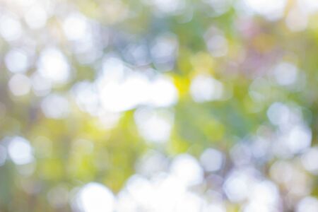 Abstract blur with bokhe of light through the treesの写真素材