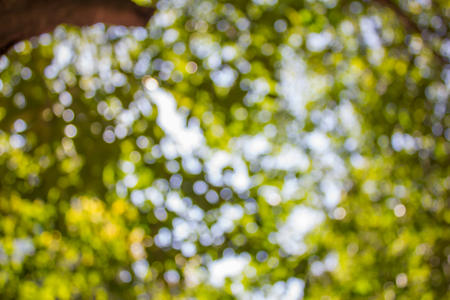 Abstract blur with bokhe of light through the treesの写真素材