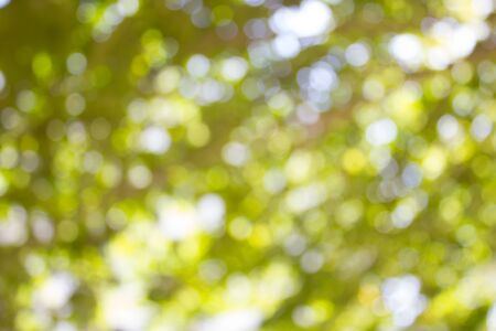 Abstract blur with bokhe of light through the treesの写真素材