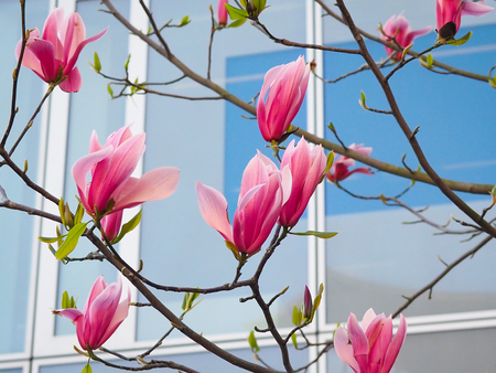 Magnolia flowers in the park beside the city streets.の写真素材