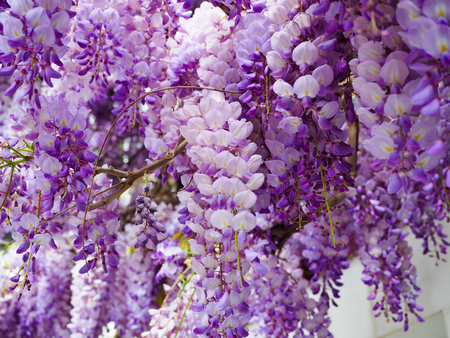 Purple flowers are a beautiful bunch.の写真素材