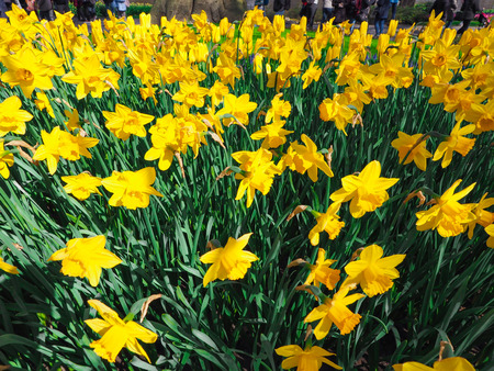 Beautiful tulips in spring Symbol of the country of the Netherlandsの写真素材