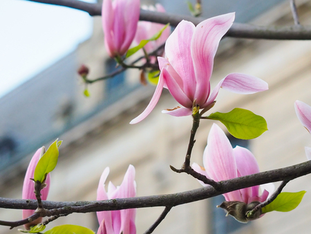 Magnolia flowers in the park beside the city streets.の写真素材