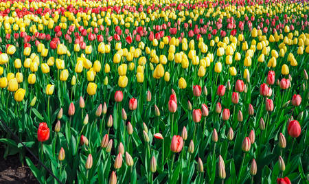 Beautiful tulips in spring Symbol of the country of the Netherlandsの写真素材