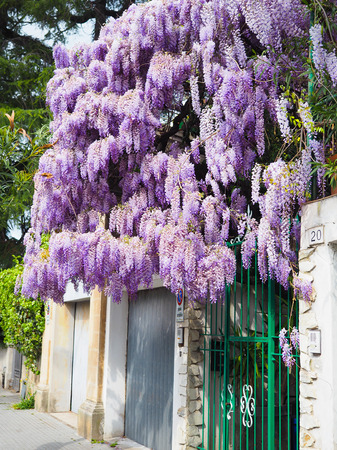 Purple flowers are a beautiful bunch.の写真素材