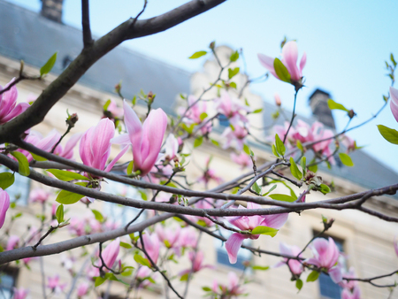 Magnolia flowers in the park beside the city streets.の写真素材