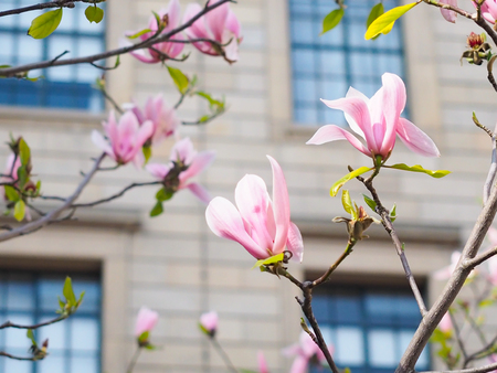 Magnolia flowers in the park beside the city streets.の写真素材