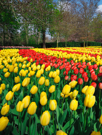 Beautiful tulips in spring Symbol of the country of the Netherlandsの写真素材