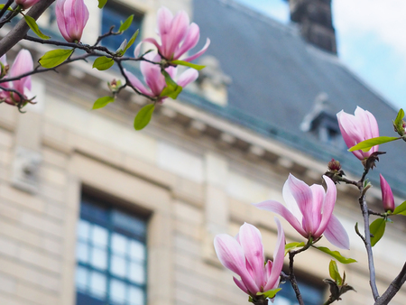 Magnolia flowers in the park beside the city streets.の写真素材