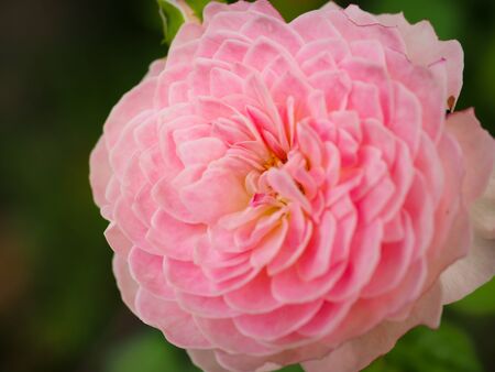 The beautiful roses in my garden bloom in the morning sun.の写真素材