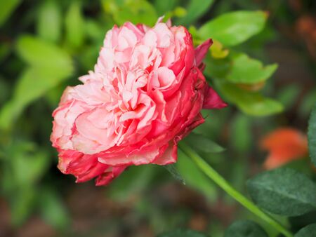 The beautiful roses in my garden bloom in the morning sun.の写真素材