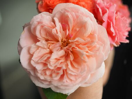 The beautiful roses in my garden bloom in the morning sun.の写真素材