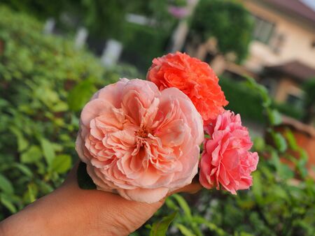The beautiful roses in my garden bloom in the morning sun.の写真素材