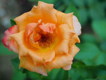The beautiful roses in my garden bloom in the morning sun.の写真素材