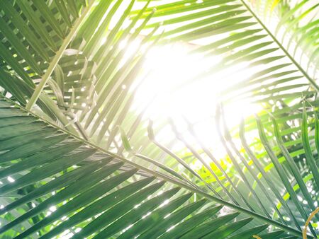 Palm trees leave beautiful leaves to welcome summerの写真素材
