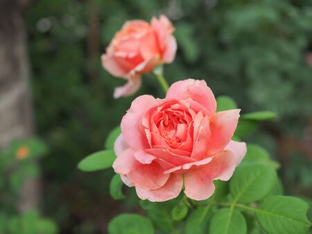 The beautiful roses in my garden bloom in the morning sun.の写真素材