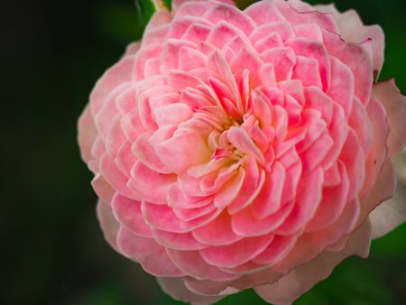 The beautiful roses in my garden bloom in the morning sun.の写真素材
