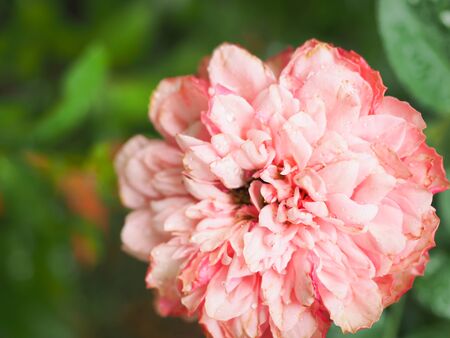 The beautiful roses in my garden bloom in the morning sun.の写真素材