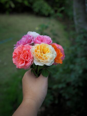 The beautiful roses in my garden bloom in the morning sun.の写真素材