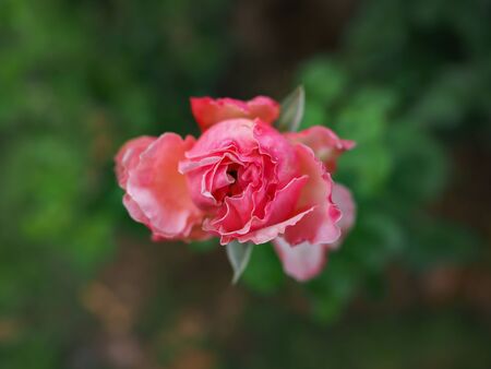 The beautiful roses in my garden bloom in the morning sun.の写真素材
