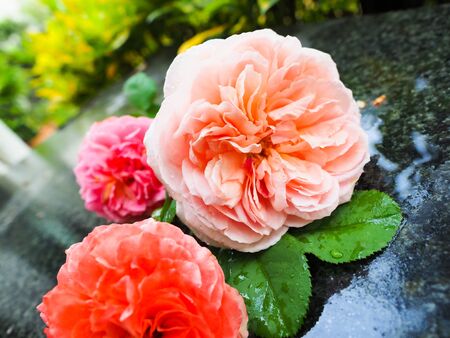 The beautiful roses in my garden bloom in the morning sun.の写真素材