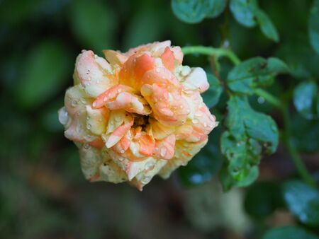 The beautiful roses in my garden bloom in the morning sun.の写真素材