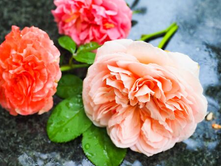 The beautiful roses in my garden bloom in the morning sun.の写真素材