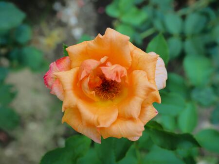 The beautiful roses in my garden bloom in the morning sun.の写真素材