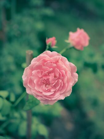 The beautiful roses in my garden bloom in the morning sun.の写真素材