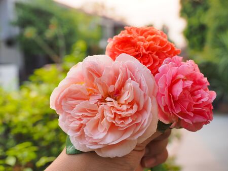 The beautiful roses in my garden bloom in the morning sun.の写真素材