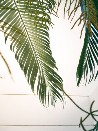 Palm trees leave beautiful leaves to welcome summerの写真素材