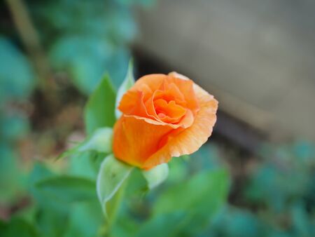 The beautiful roses in my garden bloom in the morning sun.の写真素材