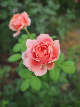 The beautiful roses in my garden bloom in the morning sun.の写真素材
