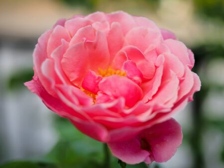 The beautiful roses in my garden bloom in the morning sun.の写真素材