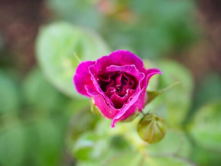 The beautiful roses in my garden bloom in the morning sun.の写真素材