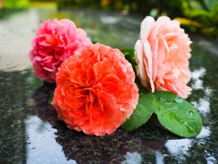 The beautiful roses in my garden bloom in the morning sun.の写真素材