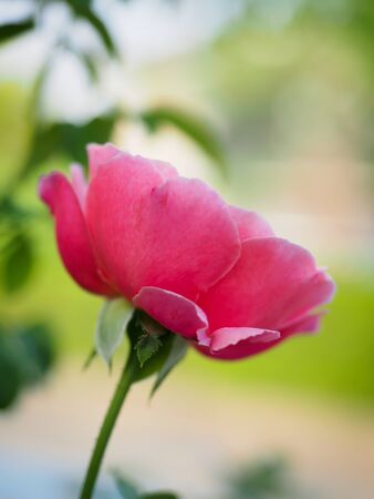 The beautiful roses in my garden bloom in the morning sun.の写真素材