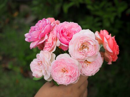 The beautiful roses in my garden bloom in the morning sun.の写真素材