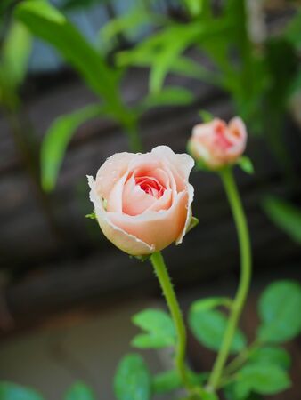 The beautiful roses in my garden bloom in the morning sun.の写真素材