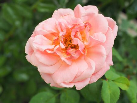 The beautiful roses in my garden bloom in the morning sun.の写真素材