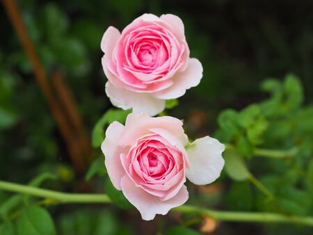 The beautiful roses in my garden bloom in the morning sun.の写真素材