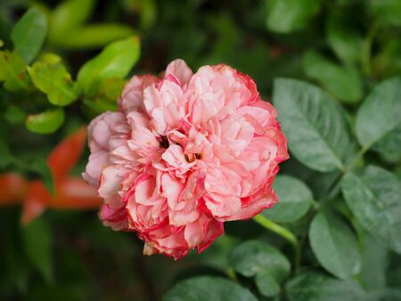The beautiful roses in my garden bloom in the morning sun.の写真素材
